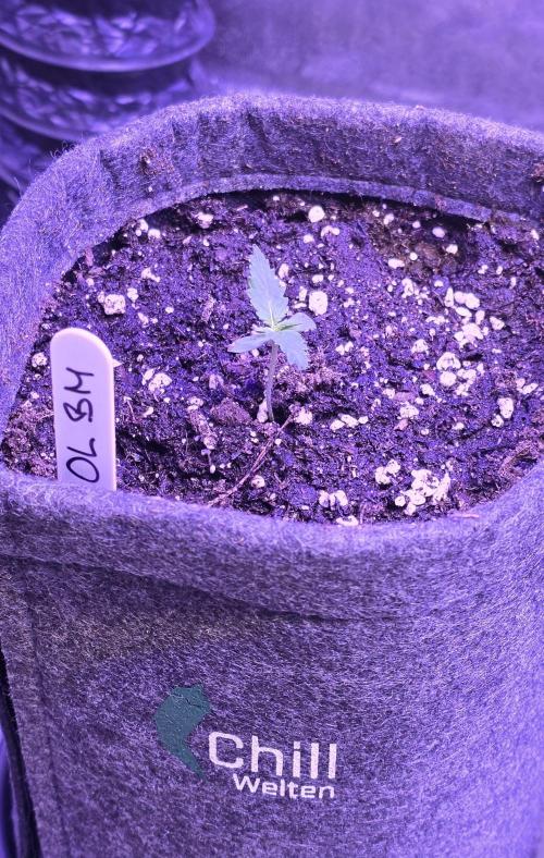 ONE LOVE Bob Marley Edition. Week 1