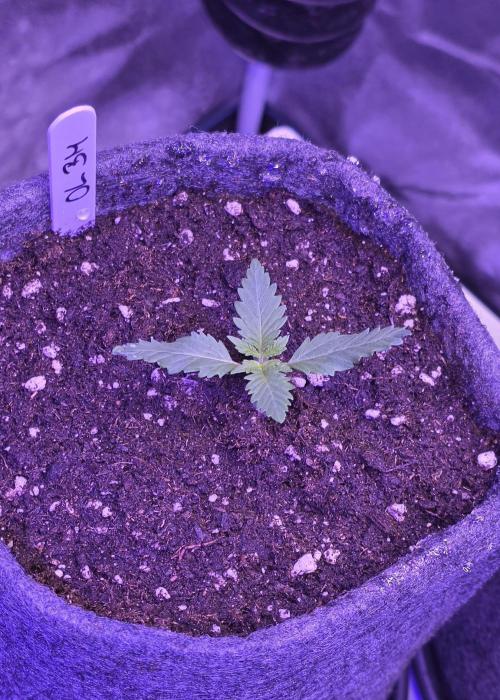 ONE LOVE Bob Marley Edition. Week 2