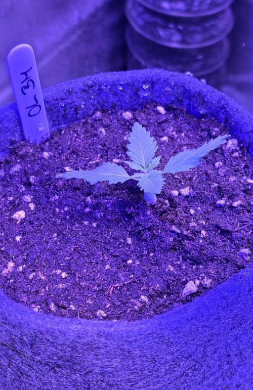 ONE LOVE Bob Marley Edition. Week 2