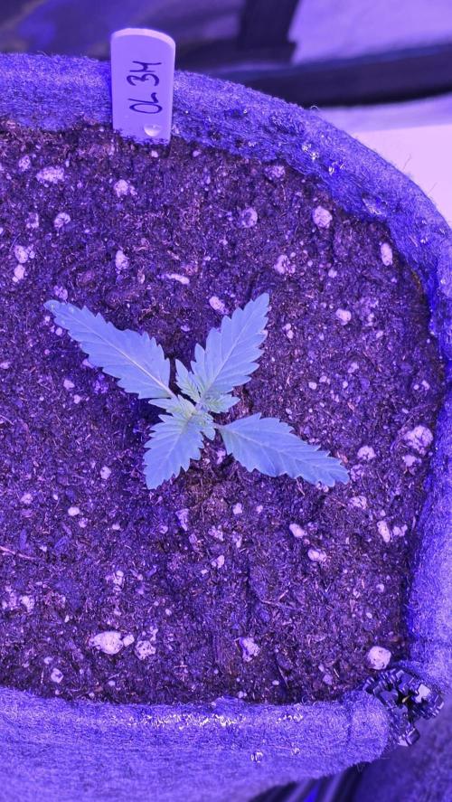 ONE LOVE Bob Marley Edition. Week 2
