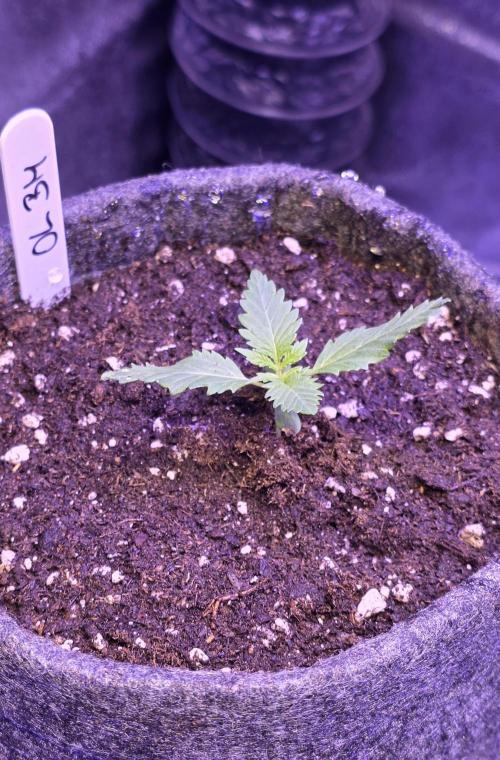ONE LOVE Bob Marley Edition. Week 2