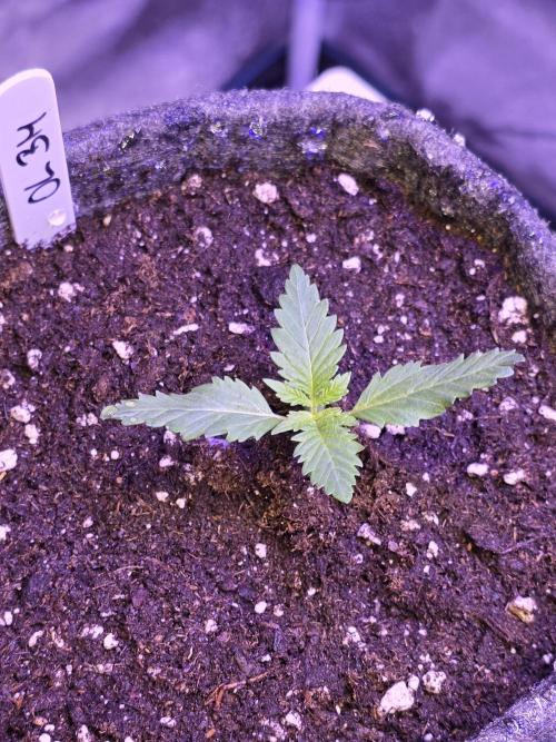 ONE LOVE Bob Marley Edition. Week 2