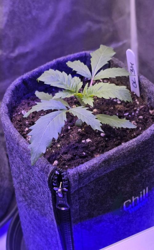 ONE LOVE Bob Marley Edition. Week 2