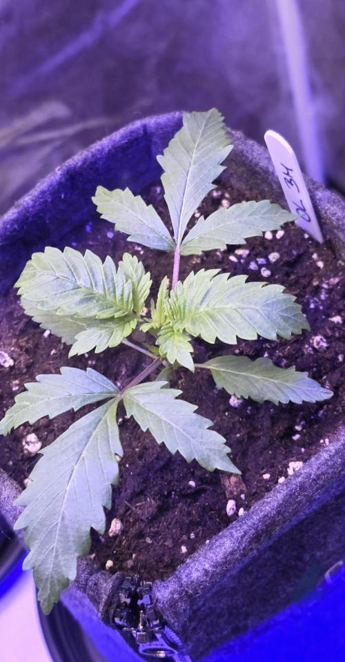 ONE LOVE Bob Marley Edition. Week 2