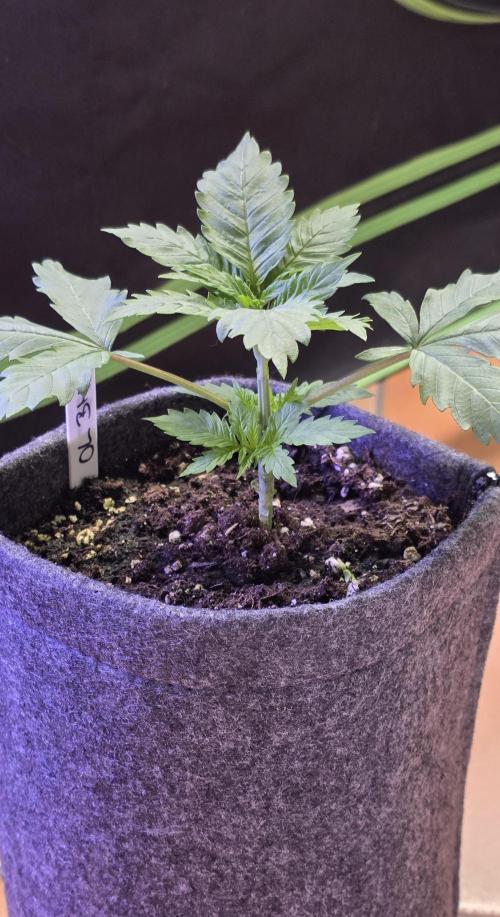 ONE LOVE Bob Marley Edition. Week 3