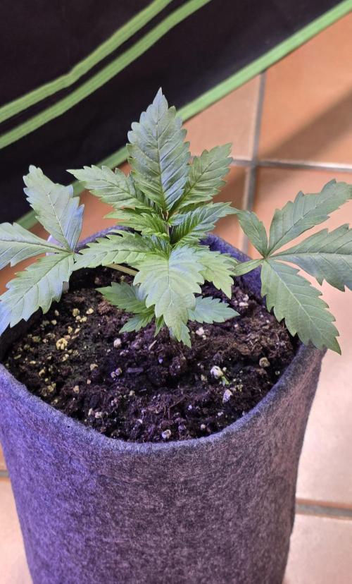 ONE LOVE Bob Marley Edition. Week 3