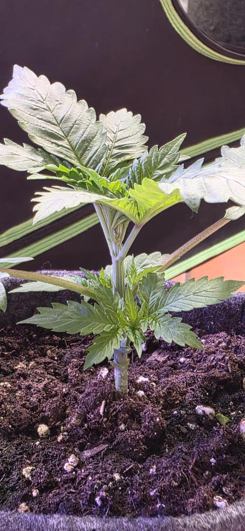 ONE LOVE Bob Marley Edition. Week 3