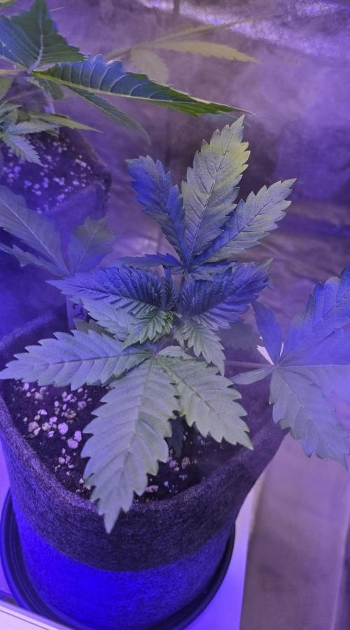 ONE LOVE Bob Marley Edition. Week 3
