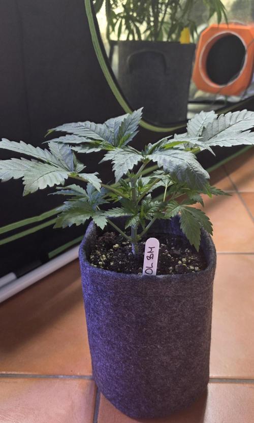 ONE LOVE Bob Marley Edition. Week 4