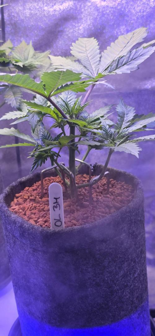 ONE LOVE Bob Marley Edition. Week 4