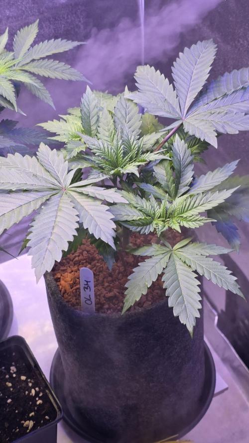 ONE LOVE Bob Marley Edition. Week 4