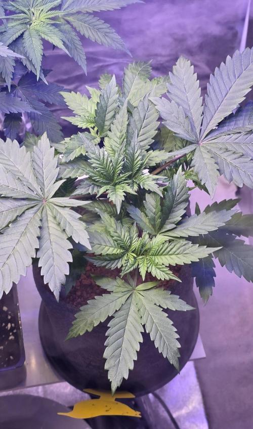 ONE LOVE Bob Marley Edition. Week 4