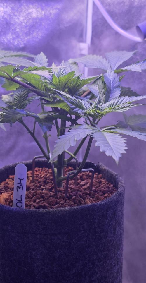 ONE LOVE Bob Marley Edition. Week 4