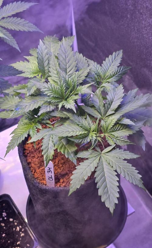 ONE LOVE Bob Marley Edition. Week 4