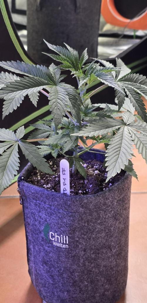 Tropicanna Poison F1 FF. Week 3
