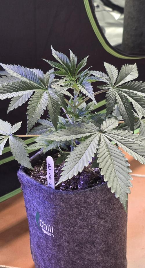 Tropicanna Poison F1 FF. Week 3