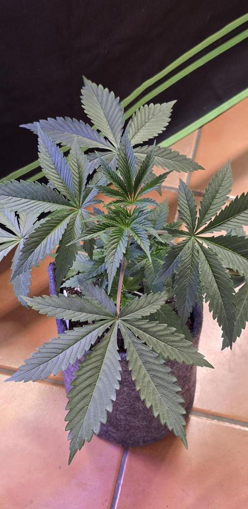 Tropicanna Poison F1 FF. Week 3