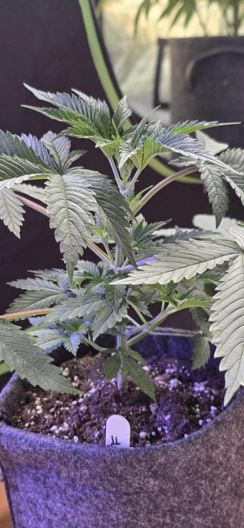 Tropicanna Poison F1 FF. Week 3