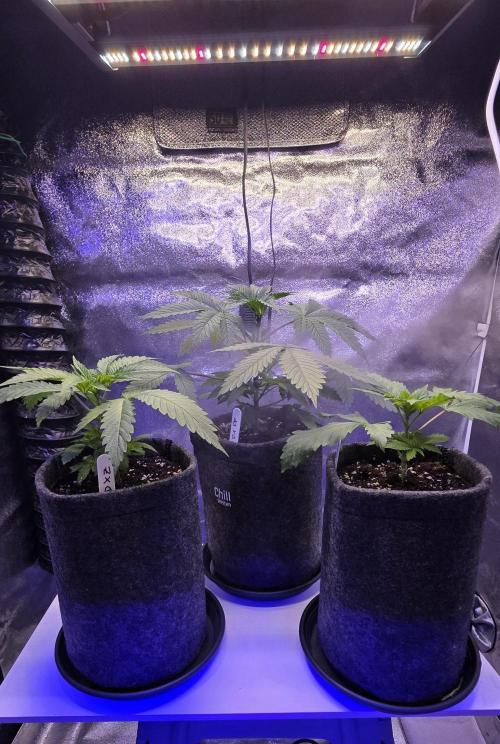 Tropicanna Poison F1 FF. Week 3