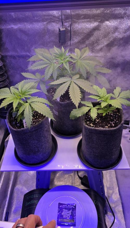 Tropicanna Poison F1 FF. Week 3