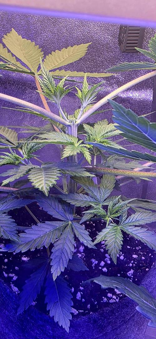 Tropicanna Poison F1 FF. Week 3