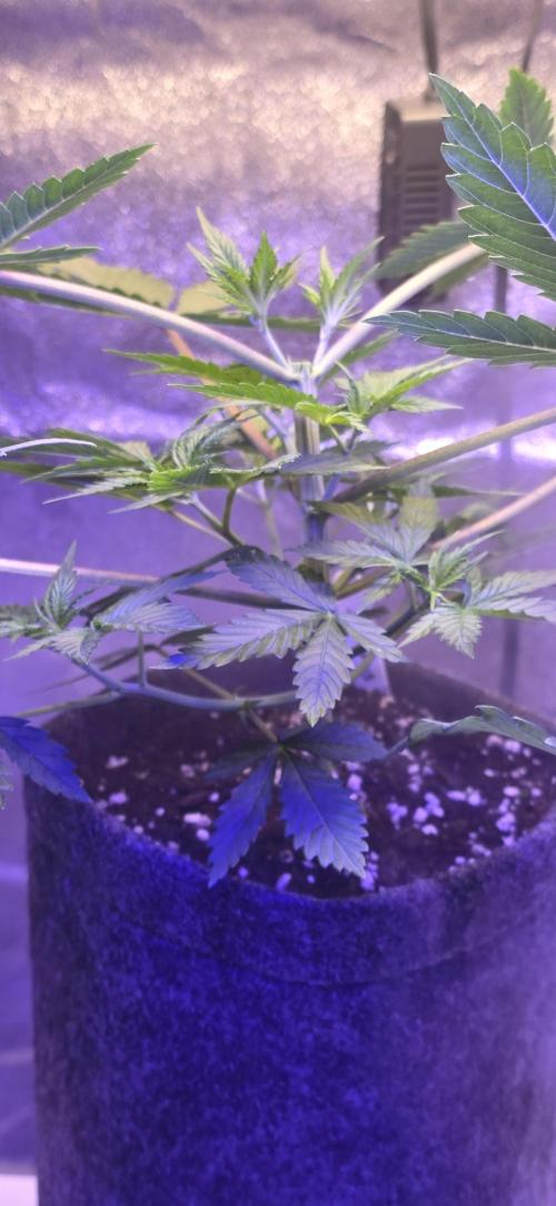 Tropicanna Poison F1 FF. Week 3