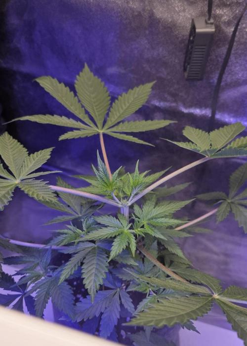 Tropicanna Poison F1 Fast Version. Week 3