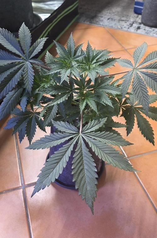 Tropicanna Poison F1 FF. Week 4