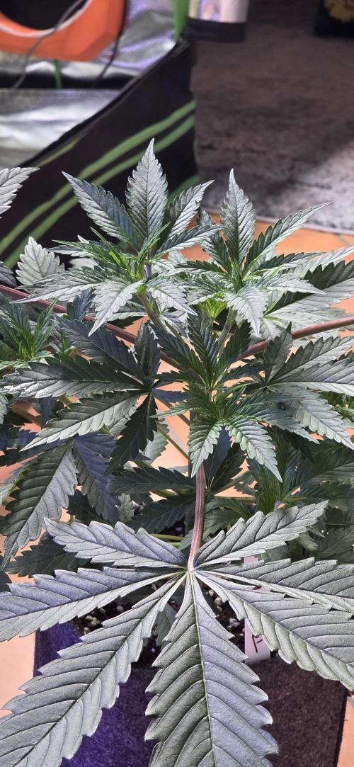 Tropicanna Poison F1 FF. Week 4