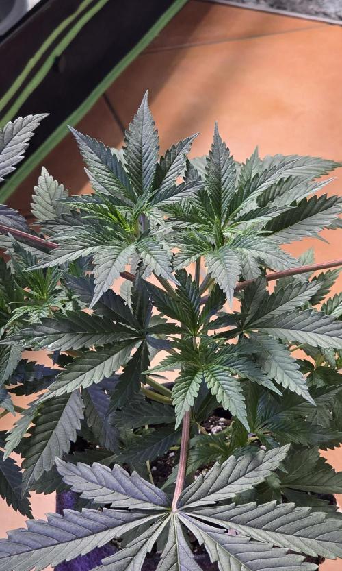 Tropicanna Poison F1 FF. Week 4