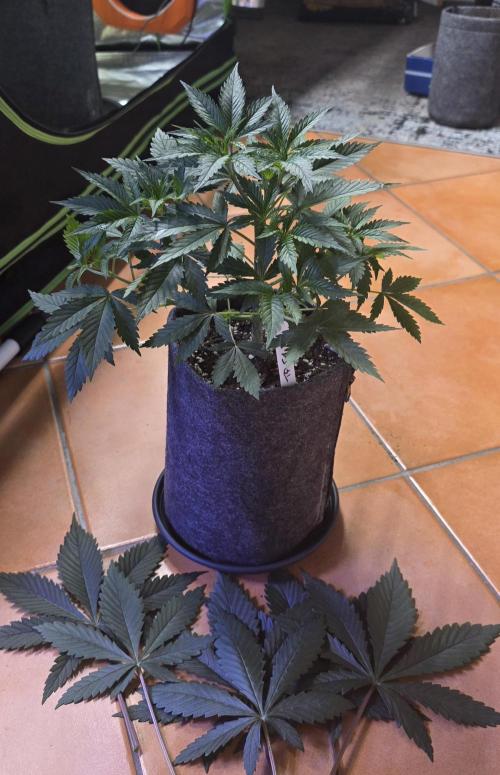 Tropicanna Poison F1 FF. Week 4