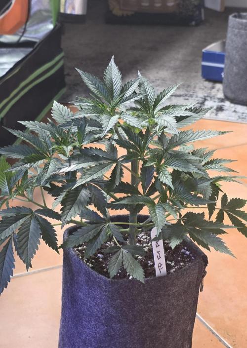 Tropicanna Poison F1 FF. Week 4