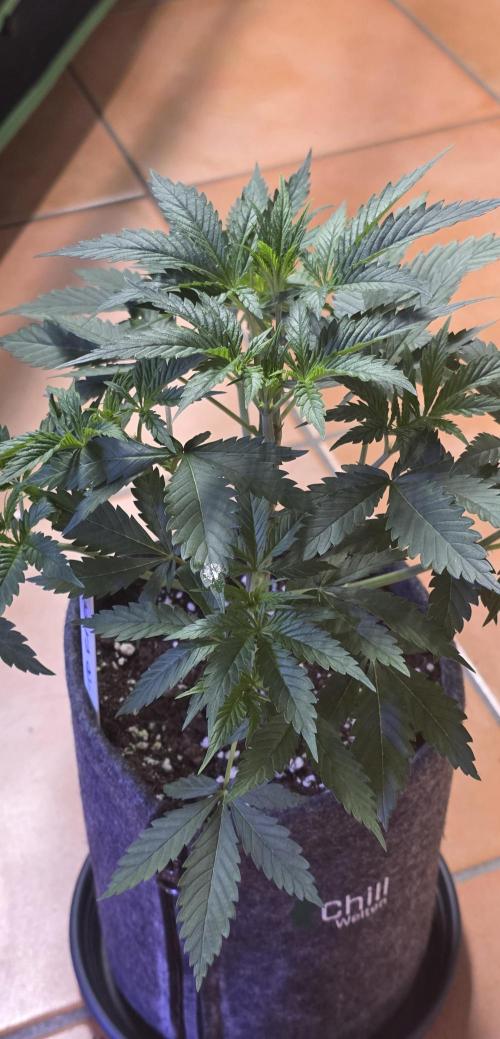 Tropicanna Poison F1 FF. Week 4
