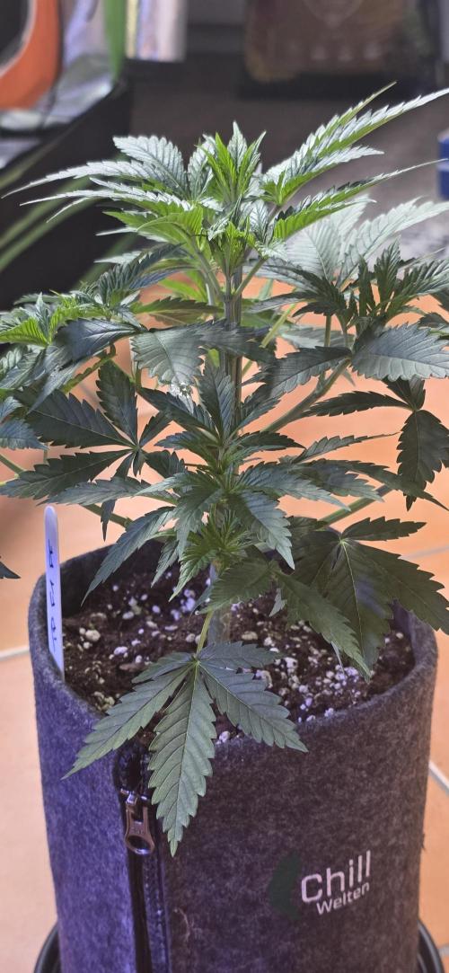 Tropicanna Poison F1 FF. Week 4