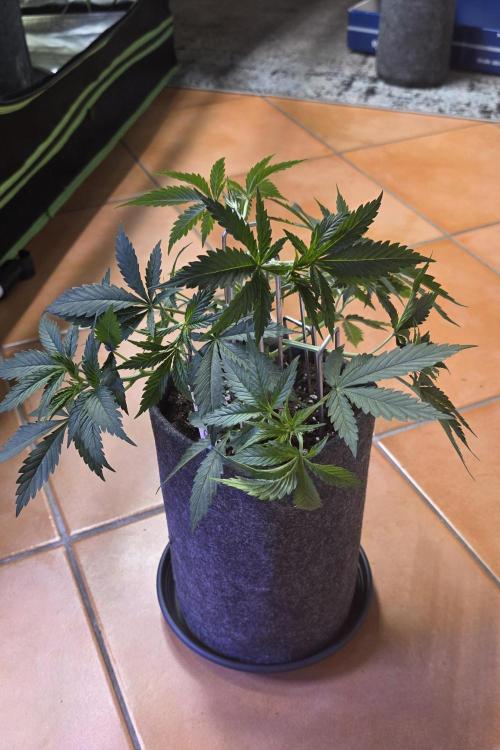 Tropicanna Poison F1 FF. Week 4