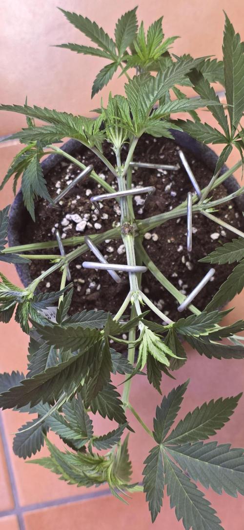 Tropicanna Poison F1 FF. Week 4