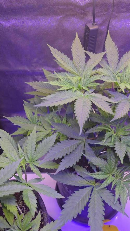 Tropicanna Poison F1 FF