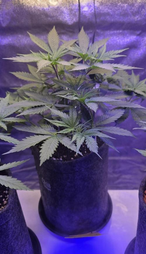 Tropicanna Poison F1 FF. Week 4