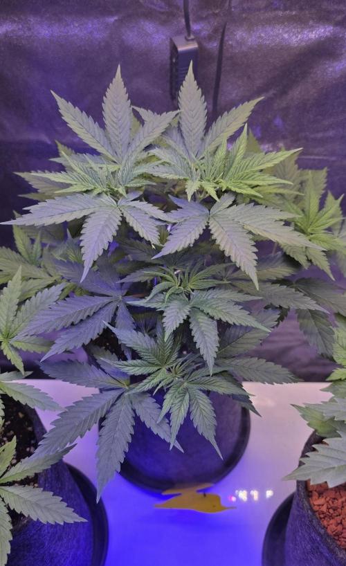 Tropicanna Poison F1 FF. Week 4