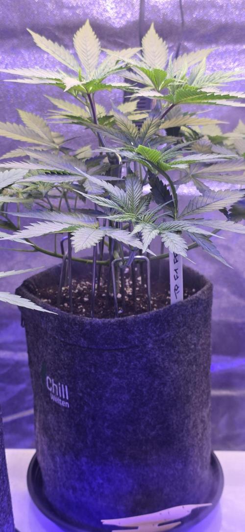 Tropicanna Poison F1 FF. Week 4