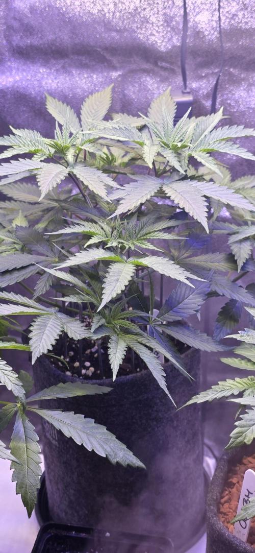Tropicanna Poison F1 FF. Week 4