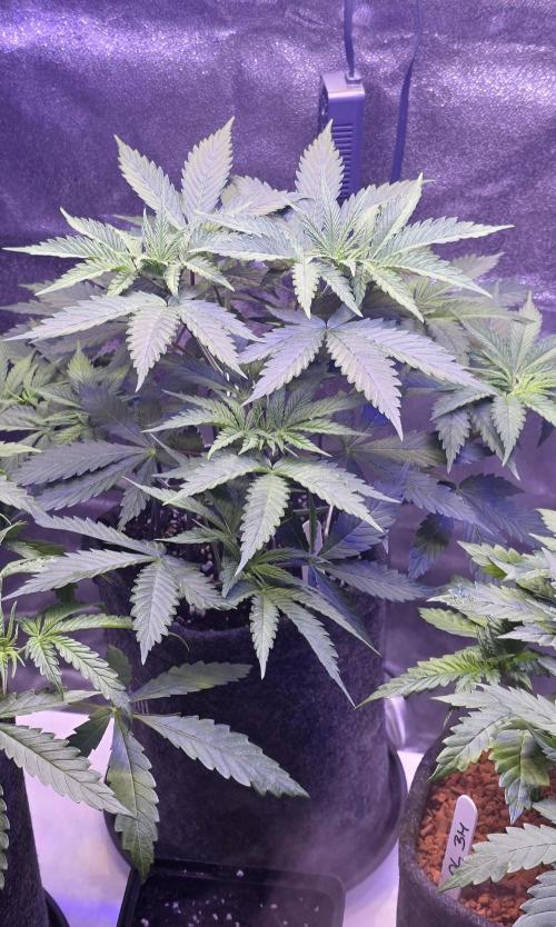 Tropicanna Poison F1 FF. Week 4