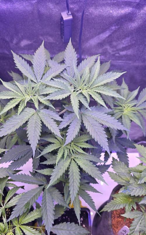 Tropicanna Poison F1 Fast Version. Week 4