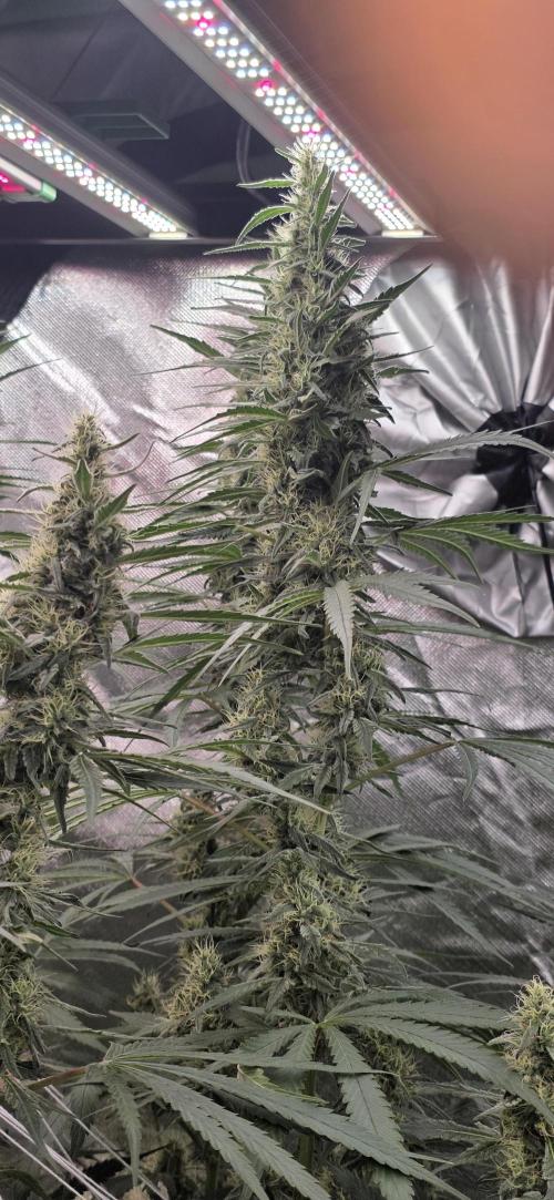 2 Monster Babys. Week 12