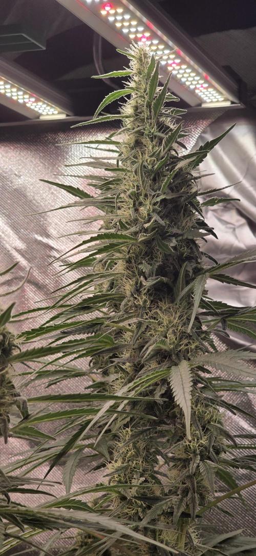 2 Monster Babys. Week 12