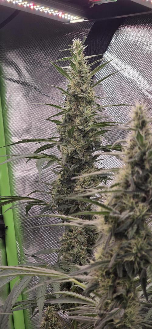 2 Monster Babys. Week 12