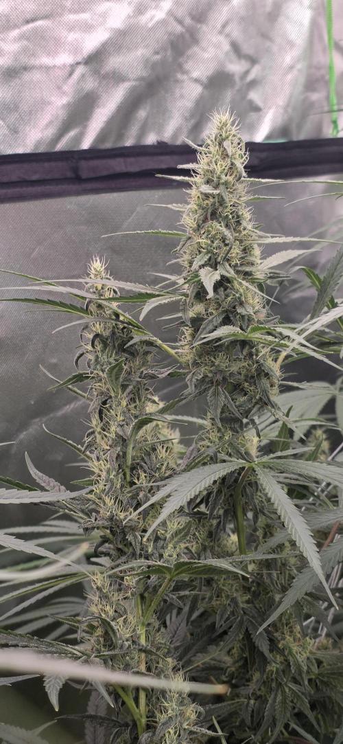 2 Monster Babys. Week 12