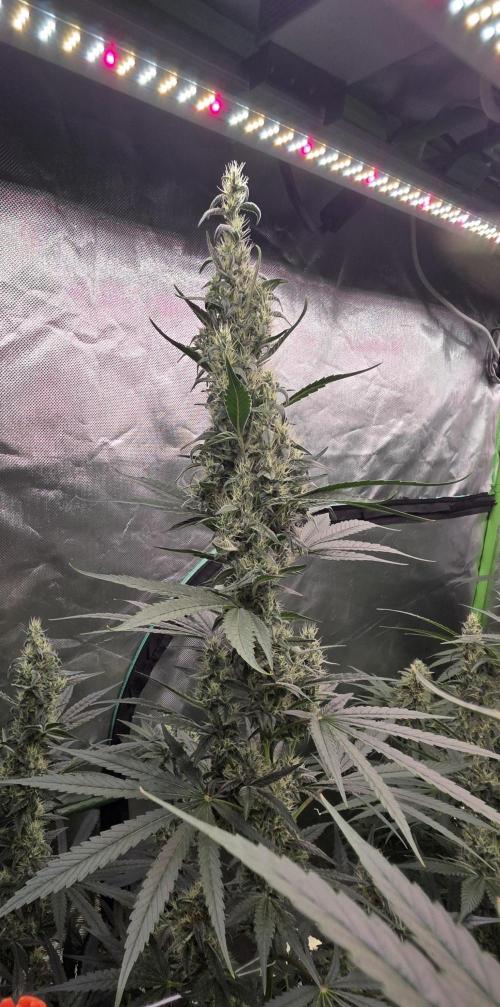 2 Monster Babys. Week 12