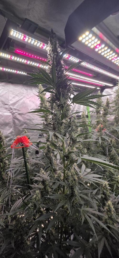 2 Monster Babys. Week 12