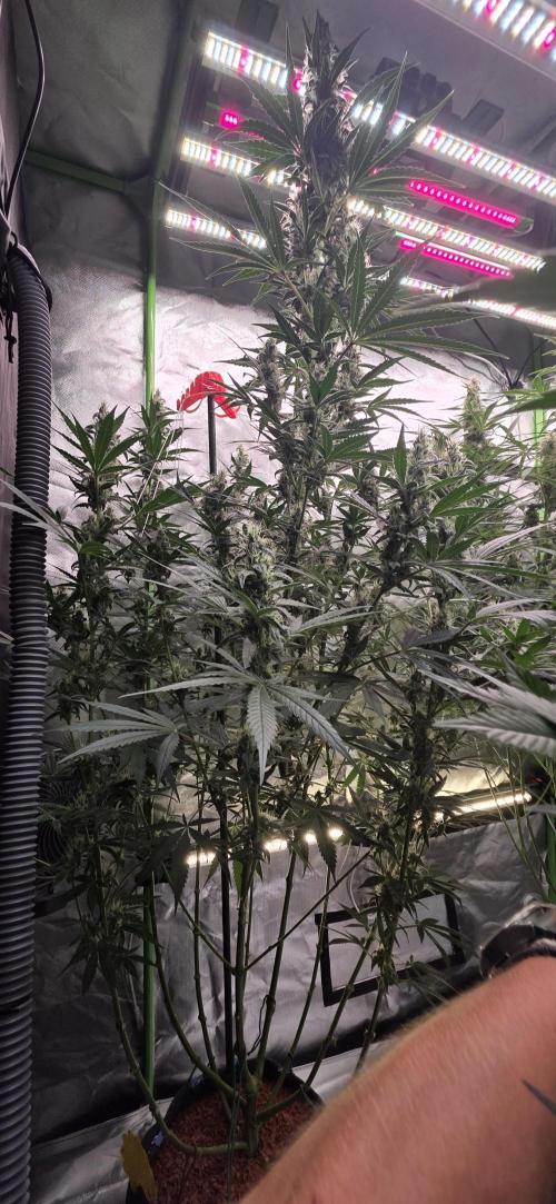 2 Monster Babys. Week 12